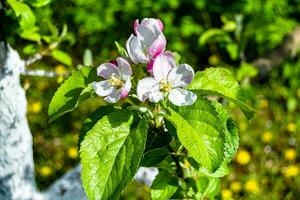 fotografia em tema lindo fruta ramo maçã árvore com natural folhas debaixo limpar \ limpo céu foto