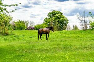 lindo garanhão de cavalo selvagem marrom no prado de flores de verão foto