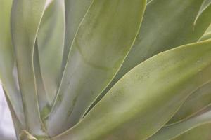 close-up tiro de folhas de plantas suculentas