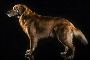 beleza dourado retriever cachorro. neural rede ai gerado foto