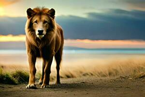 uma leão caminhando em a de praia às pôr do sol. gerado por IA foto