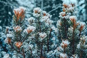 ramos verdes de abetos ou pinheiros é uma bela neve branca foto