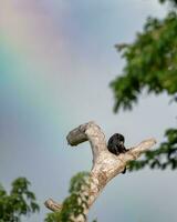 emplumado animais selvagens em ramo dentro exuberante verde meio Ambiente foto