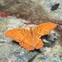 laranja borboleta dentro Alto ângulo Visão entre vibrante folhas vibrante borboleta empoleirado em folha, exibindo da natureza beleza e intrincado asa padrões. foto