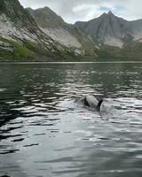 Vejo a vistas e nadar com orca baleias foto
