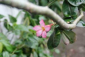 lindo florescendo natureza fechar-se do Rosa floração plantar dentro frescor vibrante natureza flores com Rosa flores e exuberante folhagem dentro uma floresta. foto