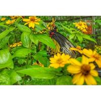 uma borboleta desembarcou em uma girassol haste, frágil beleza delicado amarelo borboleta em flor Flor amarelo borboleta polinizando vibrante flor dentro da natureza beleza. foto