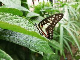 monarca borboleta entre exuberante vegetação vibrante monarca borboleta em verde folha vitrines animais selvagens beleza e da natureza maravilhas. foto