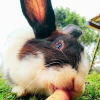 fechar-se retrato do uma Coelho comendo cenouras, adoráveis Coelho - fechar-se do uma bonitinho, fofo doméstico Coelho fofo doméstico Coelho com adorável cabeça, perfeito para animal temas. foto