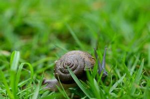 caracol caminhando na grama foto