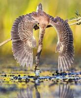 lindo pássaro espalhando asas dentro natureza, voando pássaro com espalhar asas fechar-se bico, natureza, água. alegre, selvagem, ao ar livre. foto