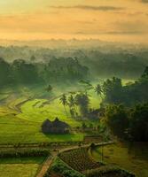 manhã nascer do sol sobre rural arroz arroz campo e árvore dentro a vale, vibrante rural Fazenda panorama destacando Campos e da natureza beleza. foto