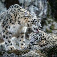 majestoso leopardo uma feroz camuflado predador dentro natureza majestoso neve leopardo camuflado dentro Nevado paisagens, incorporando a selvagem e feroz beleza do natureza. foto