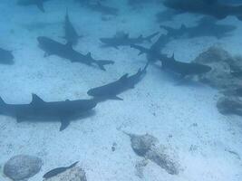 uma escola do tubarões debaixo a azul mar foto