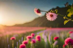 Rosa flores dentro uma campo às pôr do sol. gerado por IA foto