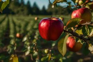 maçãs em uma árvore dentro a Pomar. gerado por IA foto