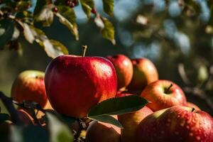 maçãs estão maduro e pronto para estar escolhido. gerado por IA foto