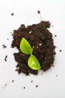 pequeno brotar plantinha dentro uma pilha do solo isolado em uma cinzento papel fundo fechar foto