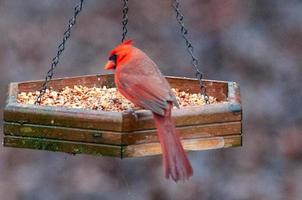 alimentação cardinal em alimentador de pássaros em carolina foto