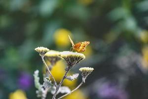 borboleta laranja em flores amarelas foto