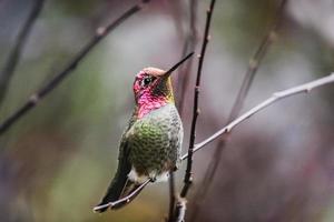 colibri macho solteiro em um galho foto