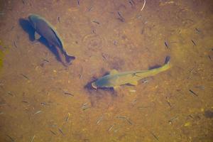 peixes grandes nadando em águas claras em um lago foto