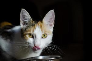 gato tricolor faminto come comida seca foto