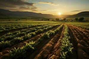 lindo Visão do uma chá campo plantação, Vinhedo Fazenda ou morango jardim dentro a verde colinas às nascer do sol conceito de ai gerado foto