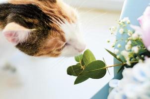 gato doméstico tricolor cheirando flores