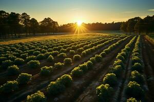 lindo Visão do uma chá campo plantação, Vinhedo Fazenda ou morango jardim dentro a verde colinas às nascer do sol conceito de ai gerado foto