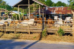 vacas em fazenda ao ar livre foto