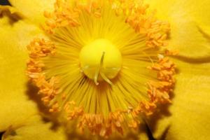 flor close up flor fundo botanico foto