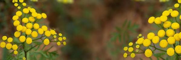 fundo floral. banner horizontal com flores silvestres flores amarelas foto
