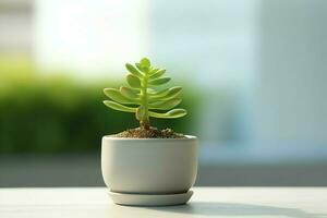 em vaso suculento plantar gasteria ou pequeno cacto com cópia de espaço. casa jardinagem e minimalista plantar conceito de ai gerado foto