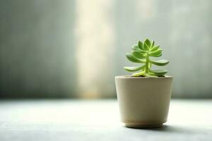 em vaso suculento plantar gasteria ou pequeno cacto com cópia de espaço. casa jardinagem e minimalista plantar conceito de ai gerado foto