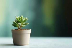 em vaso suculento plantar gasteria ou pequeno cacto com cópia de espaço. casa jardinagem e minimalista plantar conceito de ai gerado foto