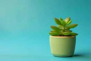 em vaso suculento plantar gasteria ou pequeno cacto com cópia de espaço. casa jardinagem e minimalista plantar conceito de ai gerado foto