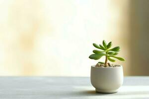 em vaso suculento plantar gasteria ou pequeno cacto com cópia de espaço. casa jardinagem e minimalista plantar conceito de ai gerado foto