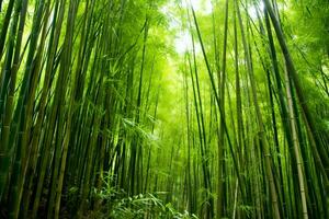 Visão do botânico verde bambu tropical floresta dentro luz do dia. oriental bambu Arvoredo dentro China japonês conceito de ai gerado foto