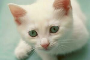 fofa pequeno fofo gatinho com lindo olhos é sentado ou em repouso. britânico cabelo curto. gato dia conceito de ai gerado foto