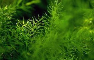 folhas verdes frescas de samambaia de espargos em fundo natural foto