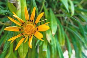 feche a flor amarela da gazânia na natureza foto