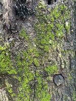 a raro cogumelo crescendo em podre madeira com musgo, lindo natural fundo, podre madeira árvore com alguns mos e Sombrio musroom foto