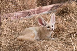 raposa fennec ou raposa do deserto foto