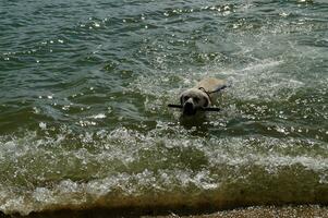 branco curto revestido britânico labrador retriever em a de praia do blavand Dinamarca foto