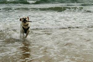 branco curto revestido britânico labrador retriever em a de praia do blavand Dinamarca foto