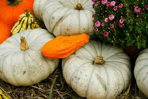 laranja Hokkaido abóbora cucurbita maxima para uma sopa de abóbora foto