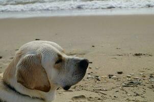 branco curto revestido britânico labrador retriever em a de praia do blavand Dinamarca foto