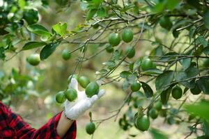 fechar acima agricultor é inspecionando crescimento e doenças do verde limão frutas dentro jardim. conceito, levando Cuidado do plantações. agricultura qualidade ao controle antes vendendo dentro mercado. foto