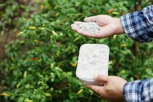 fechar acima jardineiro mãos aguarde cinzas pó para fertilizar plantar dentro jardim. conceito, orgânico jardinagem. cinzas pode pegue livrar do insetos, pragas do plantas, melhorar solo. foto